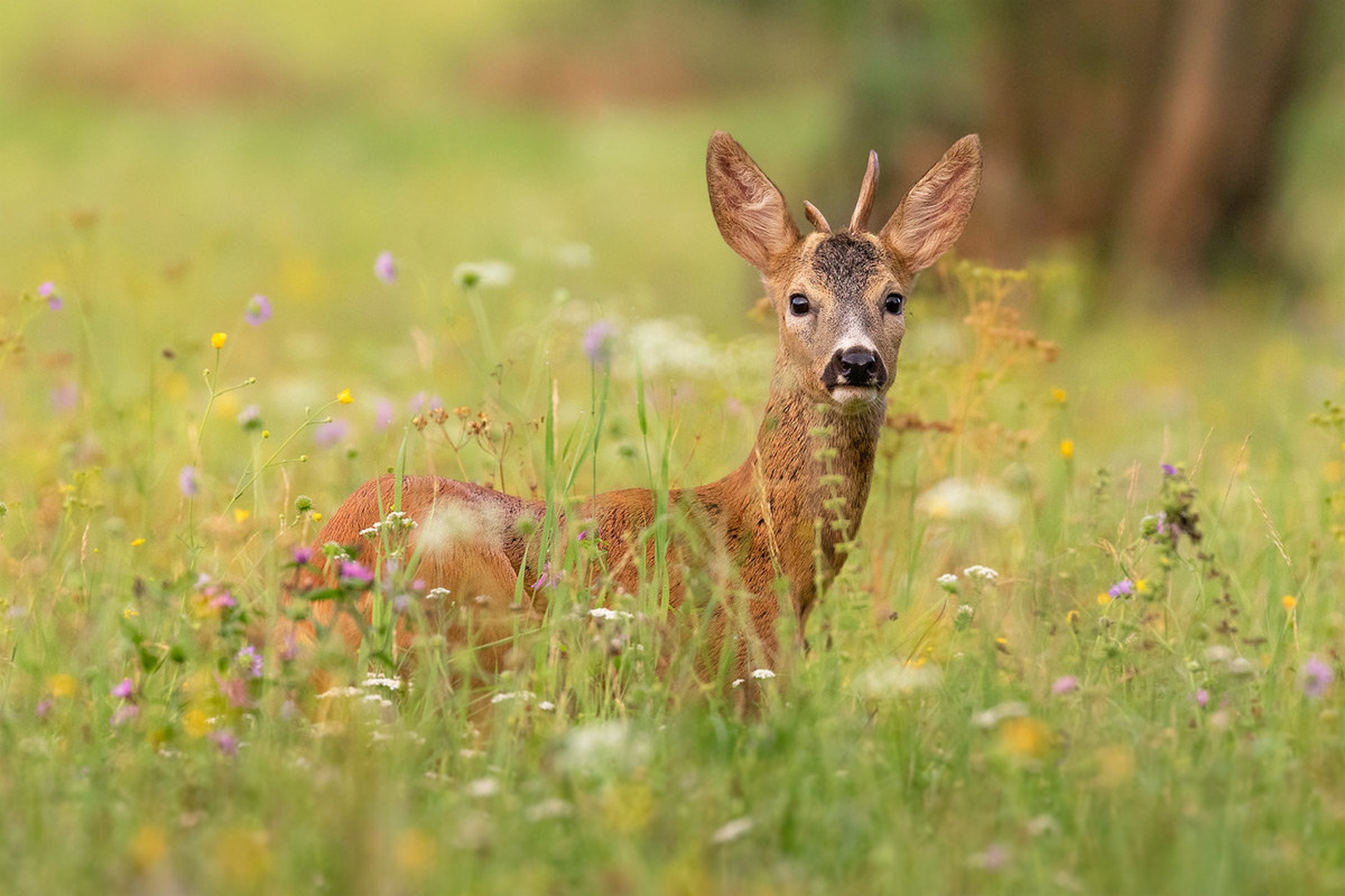Srnjak (Capreolus capreolus) by Danijel Turnšek