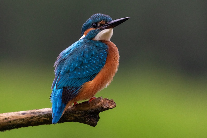Vodomec (Alcedo atthis) by Danijel Turnšek