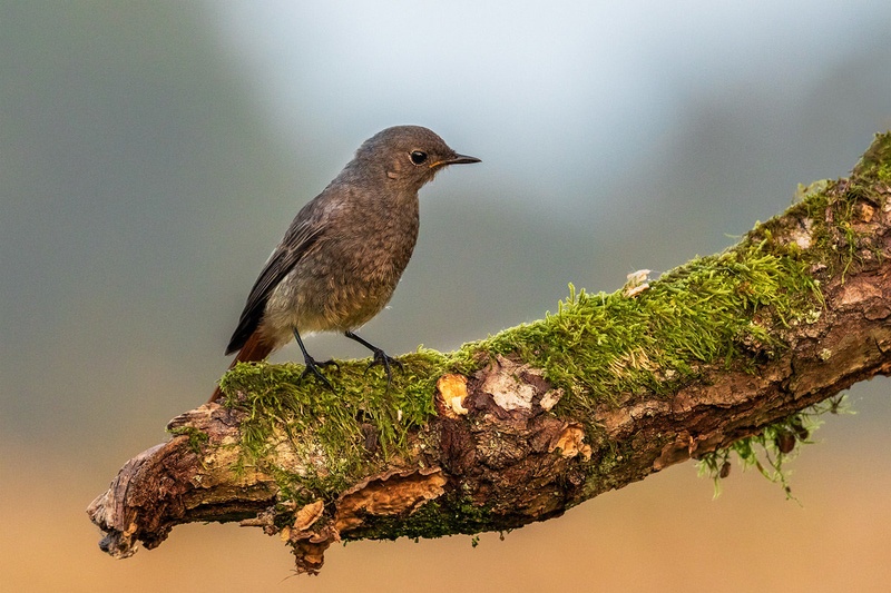 Šmarnica (Phoenicurus ochruros) by Danijel Turnšek