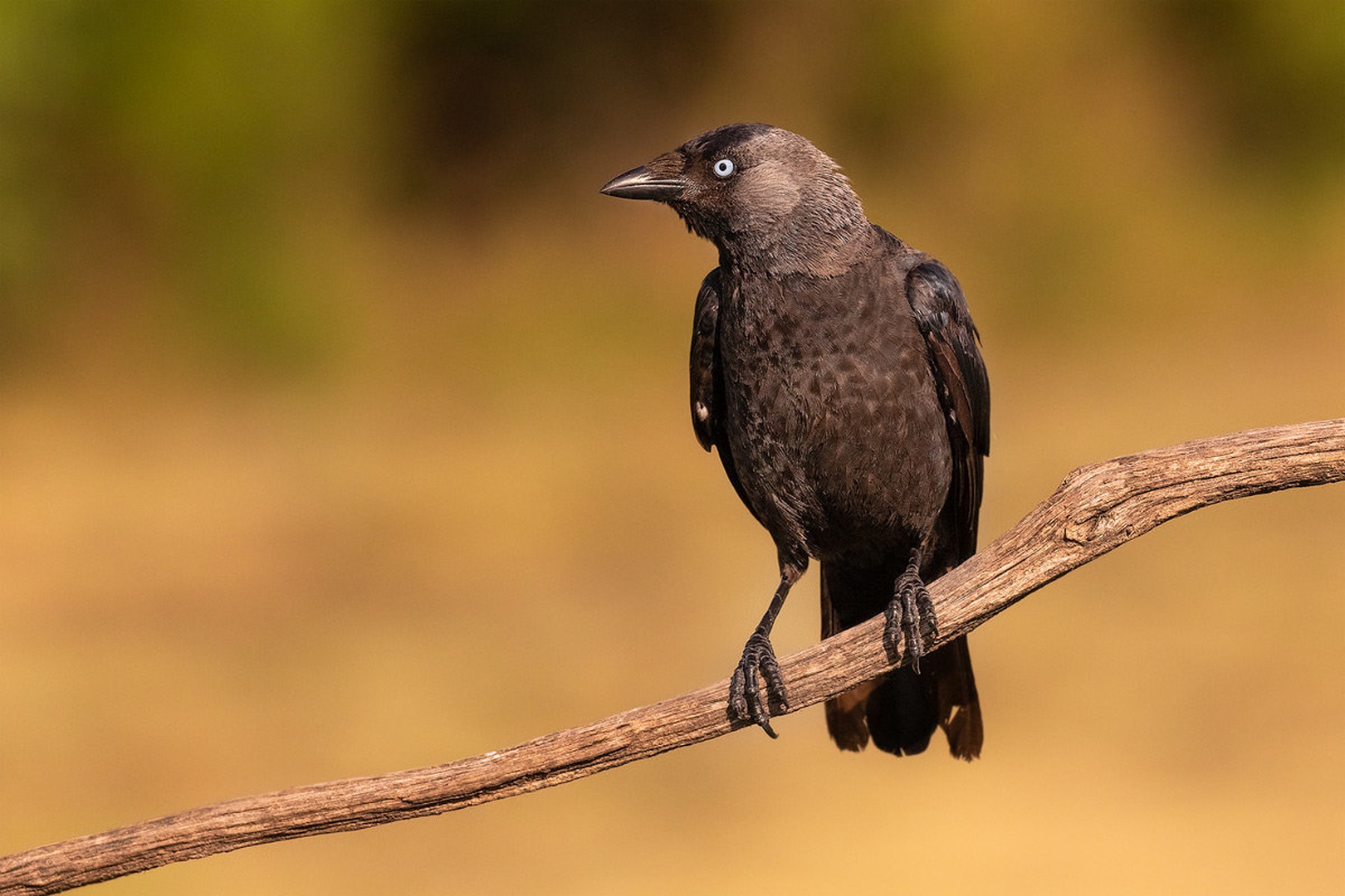Kavka (Coloeus monedula) by Danijel Turnšek