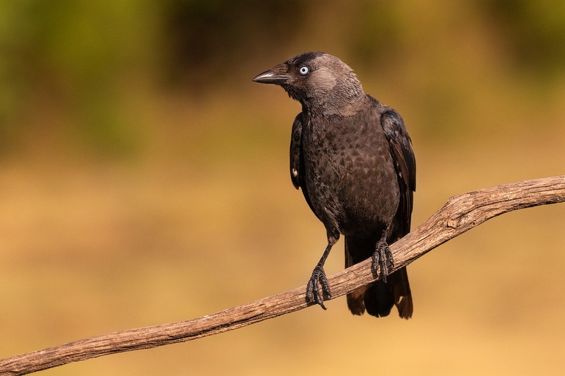 Kavka (Coloeus monedula) by Danijel Turnšek
