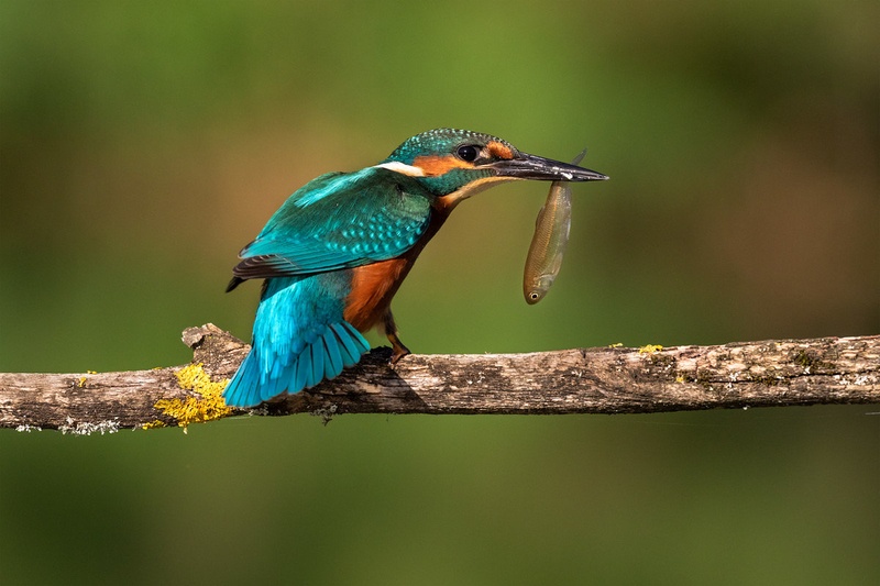 Vodomec (Alcedo atthis) by Danijel Turnšek