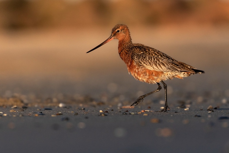Progastorepi kljunač (Limosa lapponica) by Danijel Turnšek