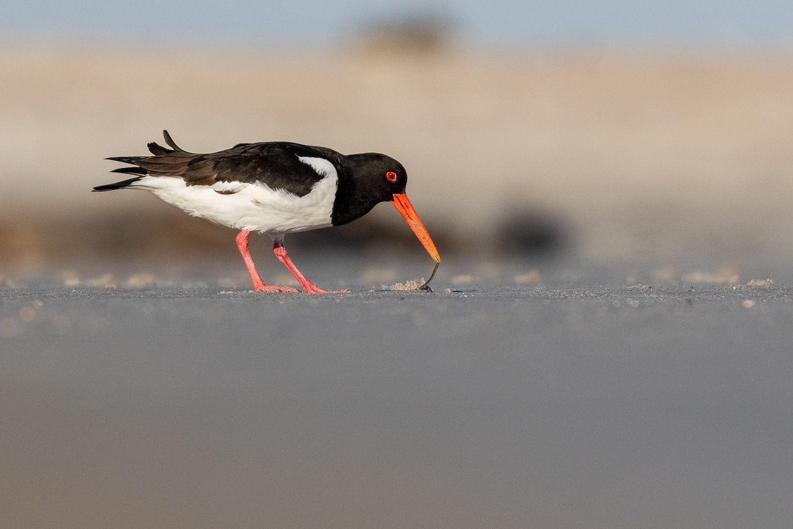 Školjkarica (Haematopus ostralegus) by Danijel Turnšek