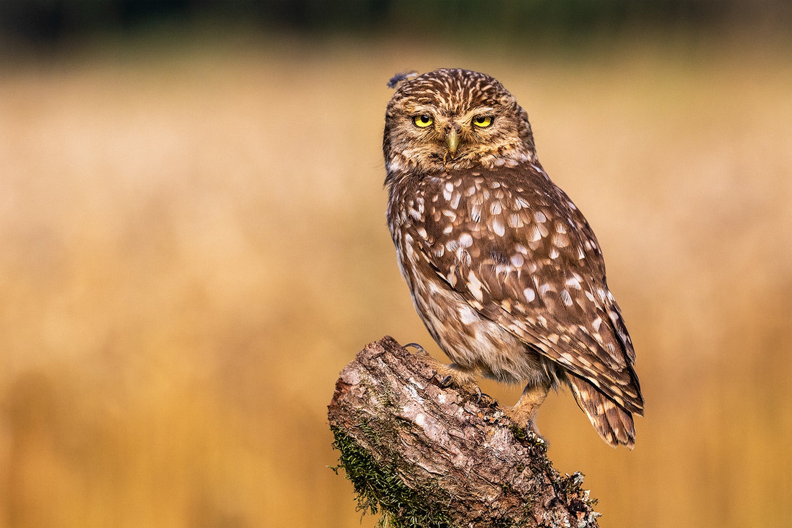 Čuk (Athene noctua) by Danijel Turnšek