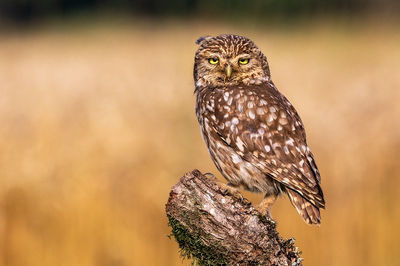 Čuk (Athene noctua) by Danijel Turnšek
