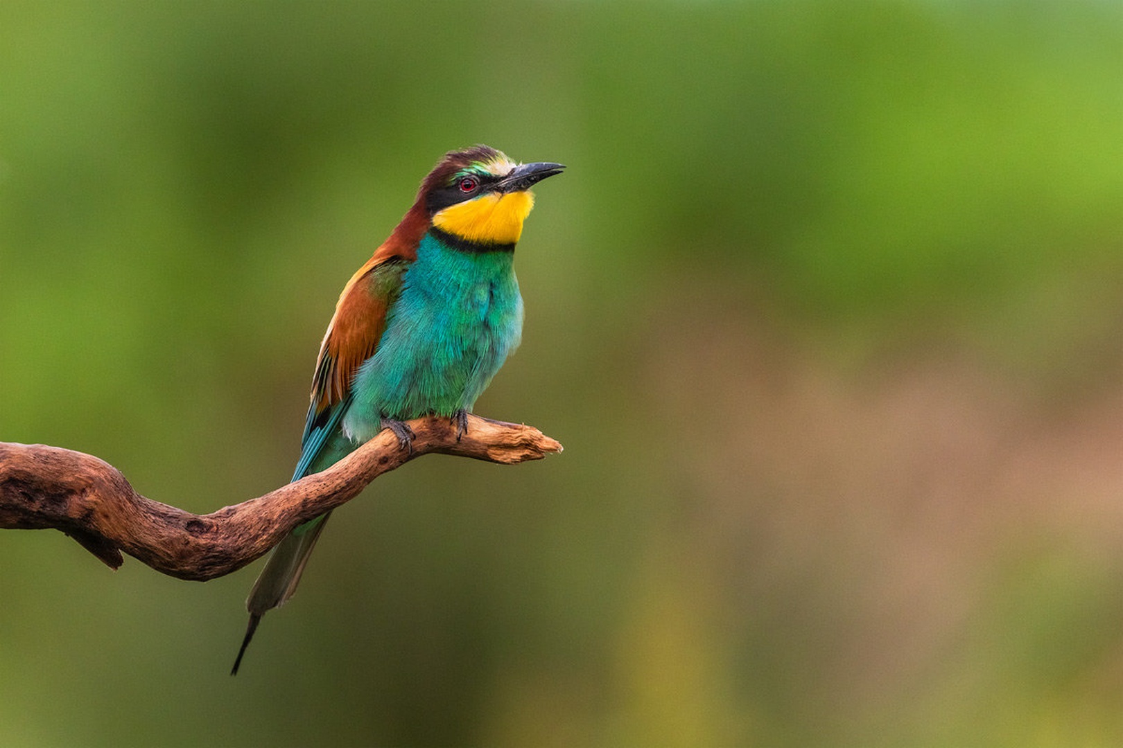 Čebelar (Merops apiaster) by Danijel Turnšek