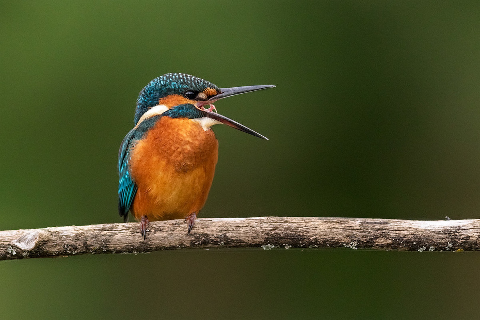 Vodomec (Alcedo atthis) by Danijel Turnšek