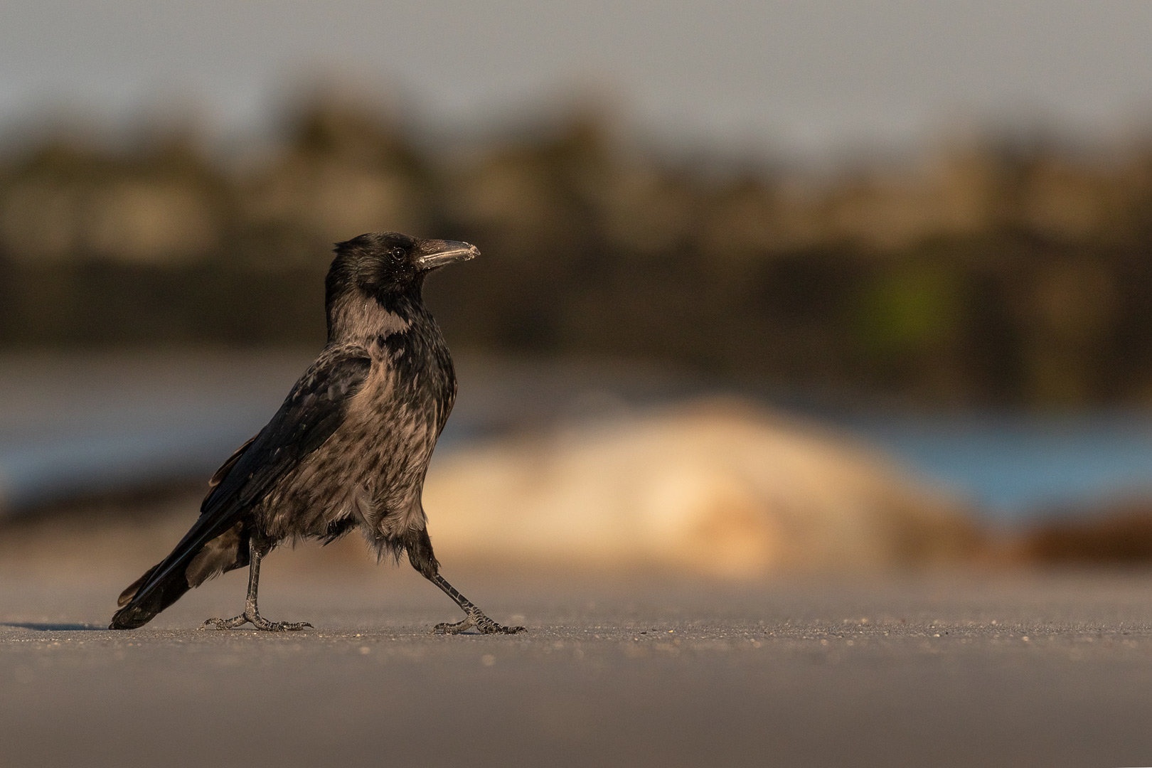 Siva vrana (Corvus cornix) by Danijel Turnšek