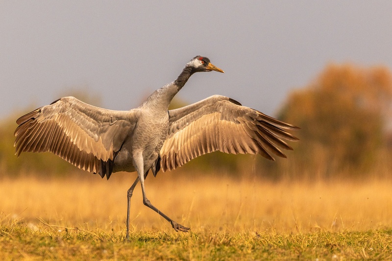 Žerjav (Grus grus) by Danijel Turnšek