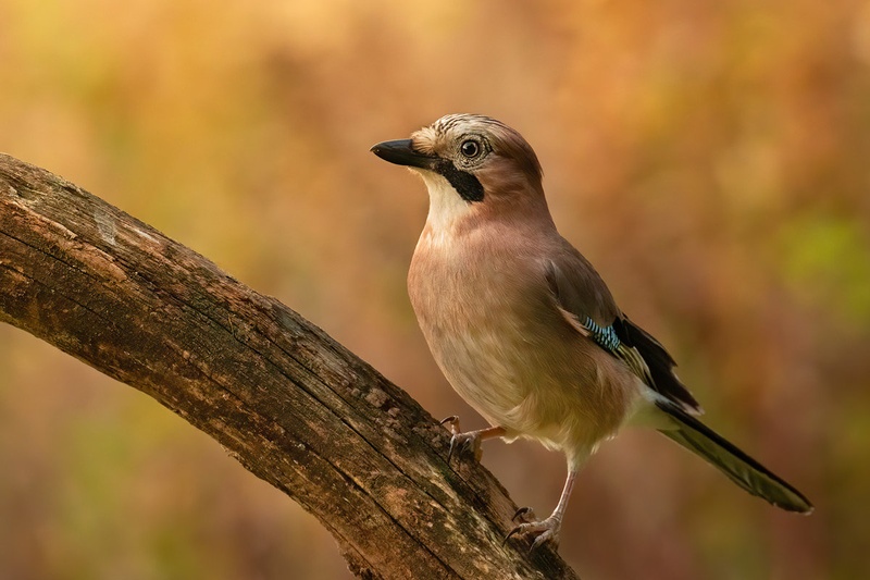 Šoja (Garrulus glandarius) by Danijel Turnšek