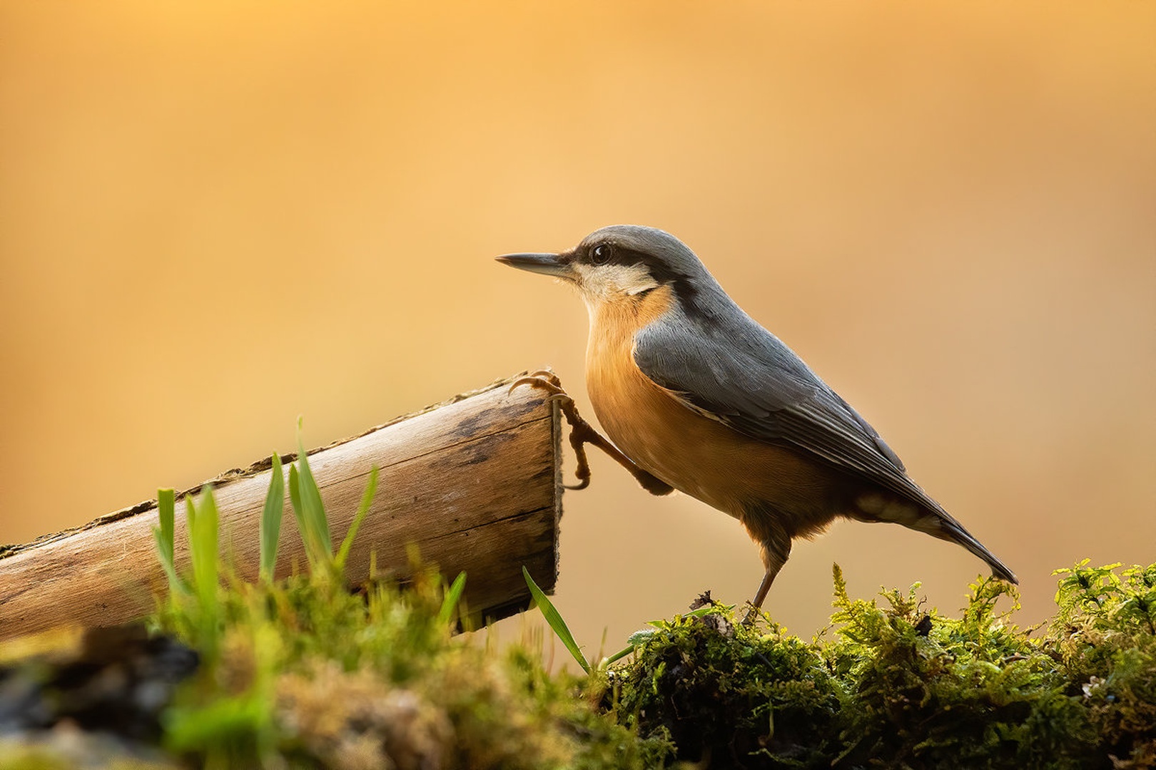 Brglez (Sitta europaea) by Danijel Turnšek
