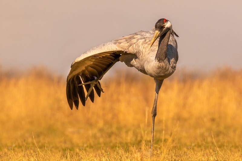 Žerjav (Grus grus) by Danijel Turnšek