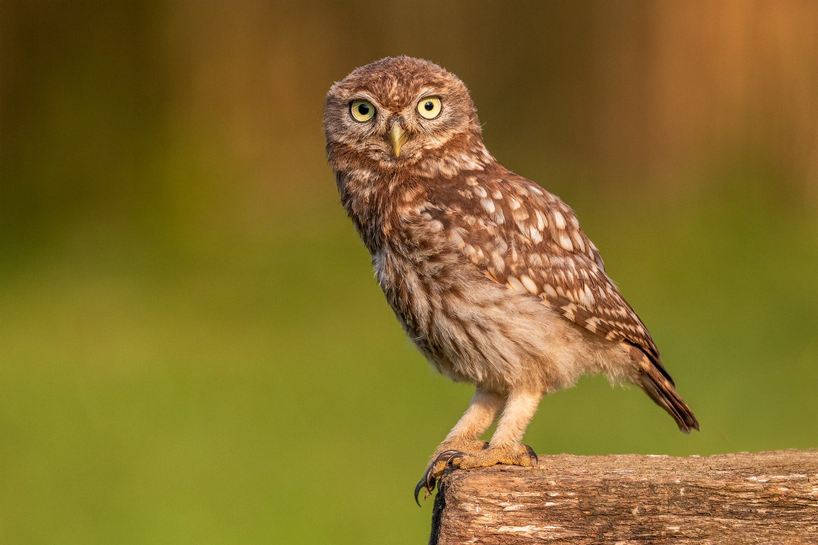 Čuk (Athene noctua) by Danijel Turnšek