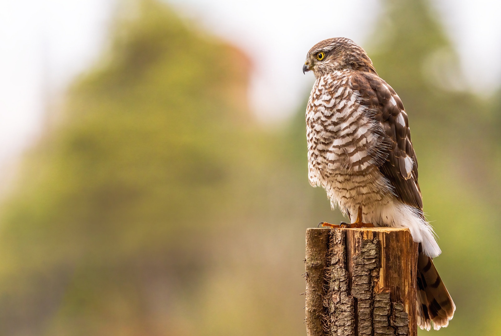 Skobec-Samica (Accipiter nisus) by Danijel Turnšek