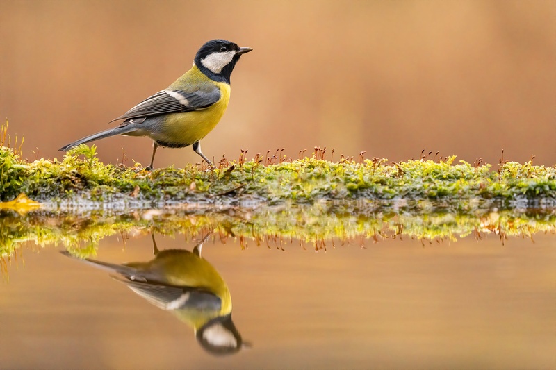 Velika sinica (Parus major) by Danijel Turnšek