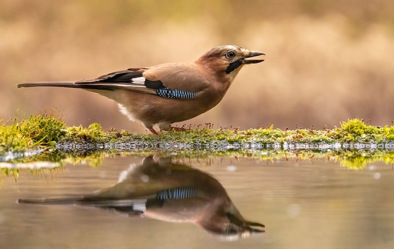 Šoja (Garrulus glandarius) by Danijel Turnšek