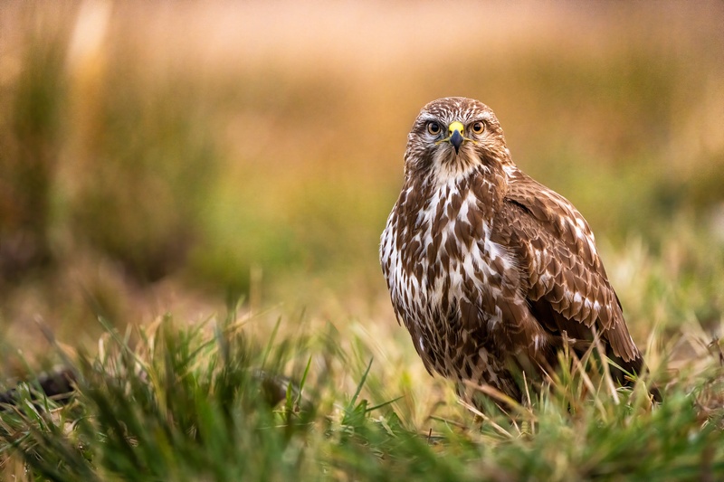 Kanja (Buteo buteo) by Danijel Turnšek