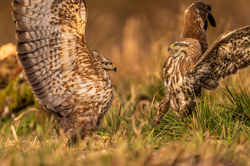 Kanja (Buteo buteo) by Danijel Turnšek