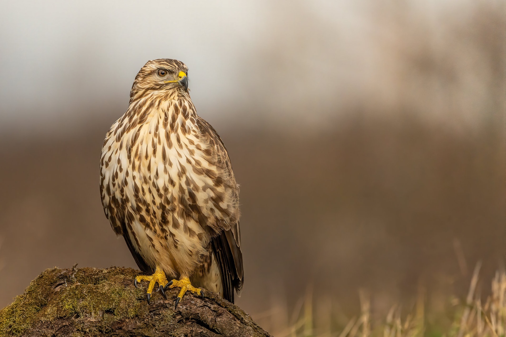 Kanja (Buteo buteo) by Danijel Turnšek