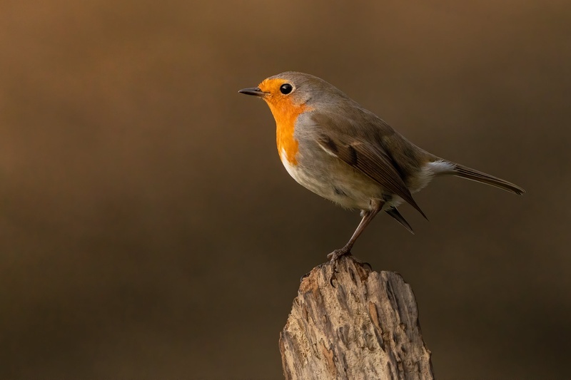 Taščica (Erithacus rubecula) by Danijel Turnšek