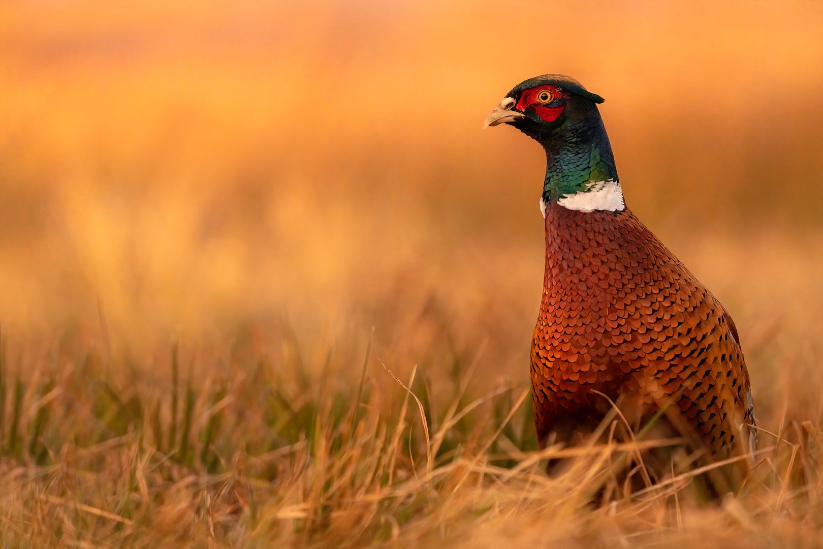 Fazan (Phasianus colchicus) by Danijel Turnšek
