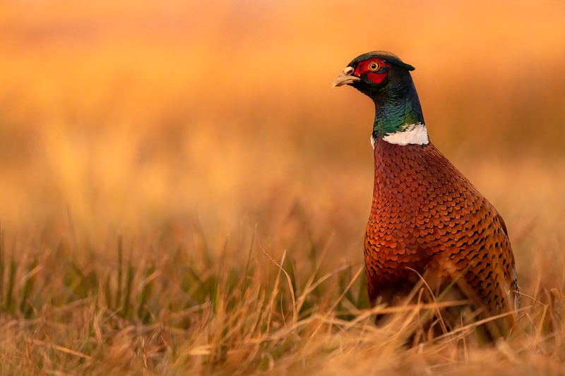 Fazan (Phasianus colchicus) by Danijel Turnšek