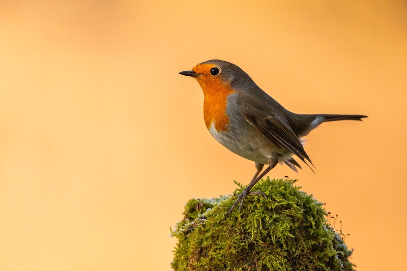 Taščica (Erithacus rubecula) by Danijel Turnšek