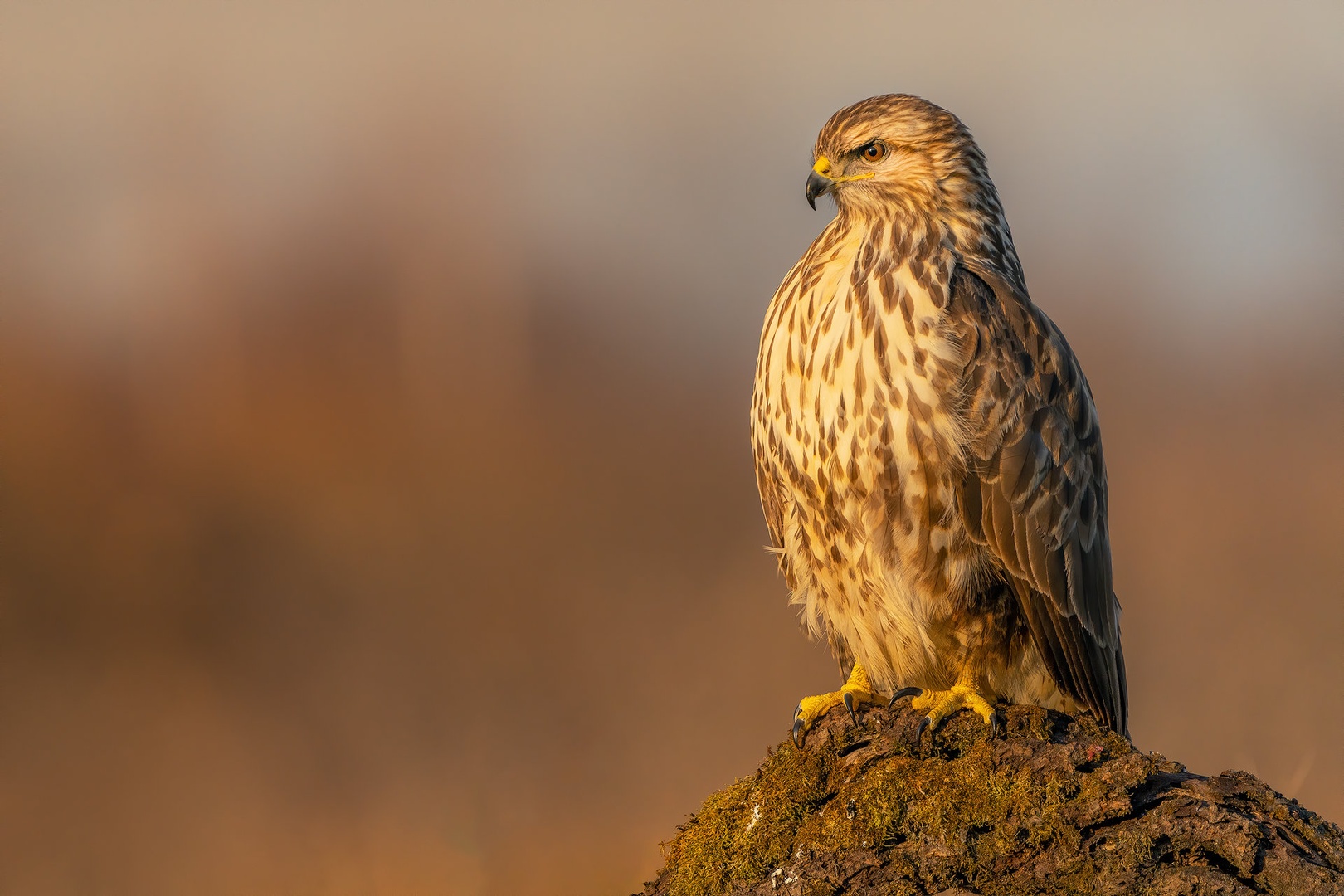 Kanja (Buteo buteo) by Danijel Turnšek