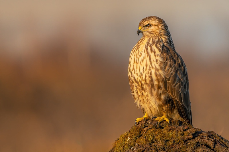 Kanja (Buteo buteo) by Danijel Turnšek