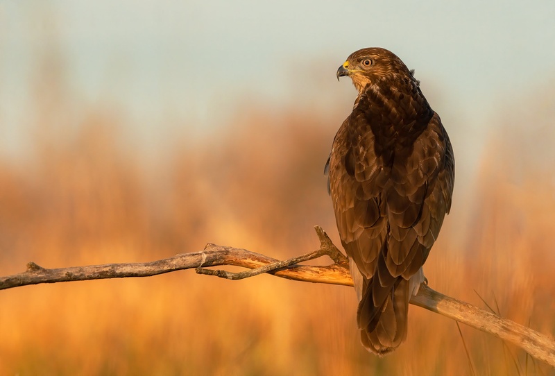 Kanja (Buteo buteo) by Danijel Turnšek