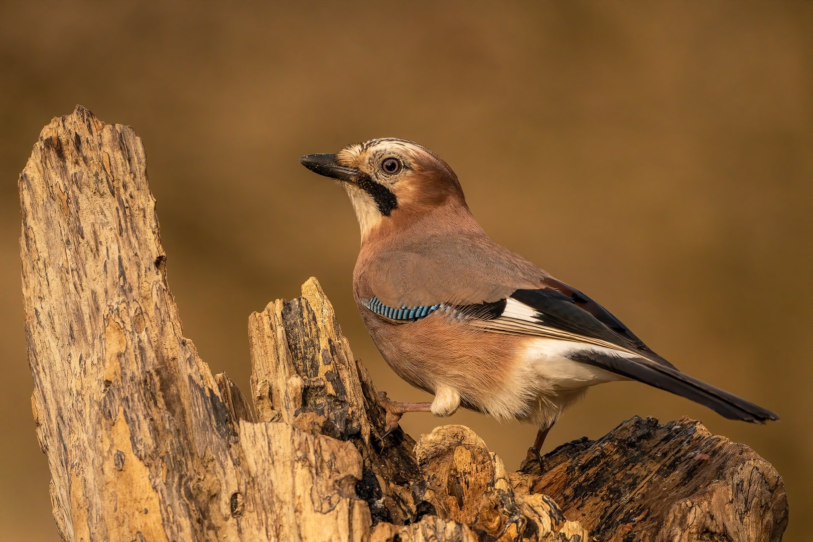 Šoja (Garrulus glandarius) by Danijel Turnšek