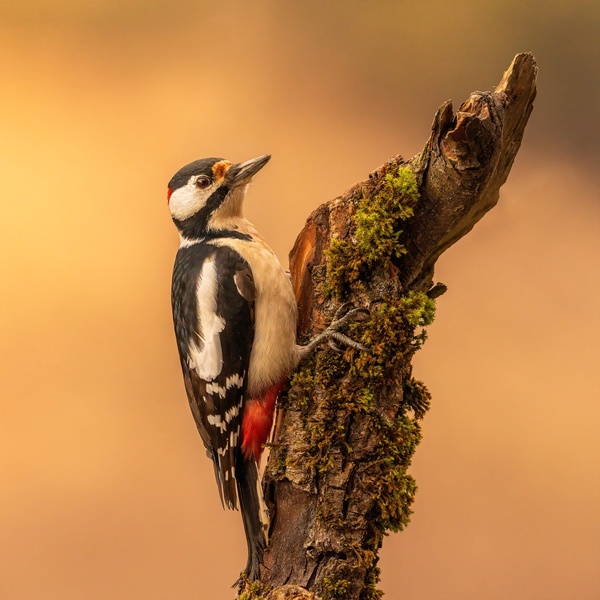 Veliki detel (Dendrocopos major) by Danijel Turnšek