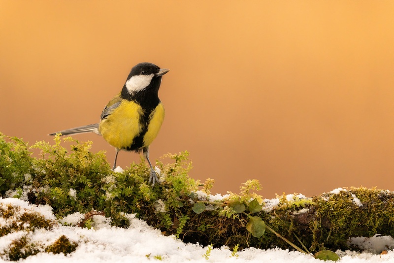 Velika sinica (Parus major) by Danijel Turnšek