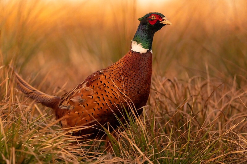 Fazan (Phasianus colchicus) by Danijel Turnšek