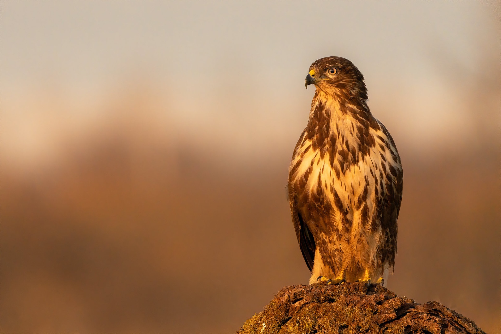 Kanja (Buteo buteo) by Danijel Turnšek