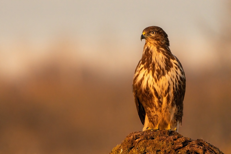 Kanja (Buteo buteo) by Danijel Turnšek