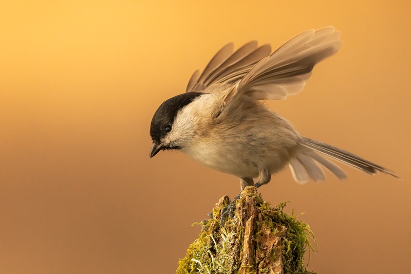 Močvirska sinica (Poecile palustris) by Danijel Turnšek