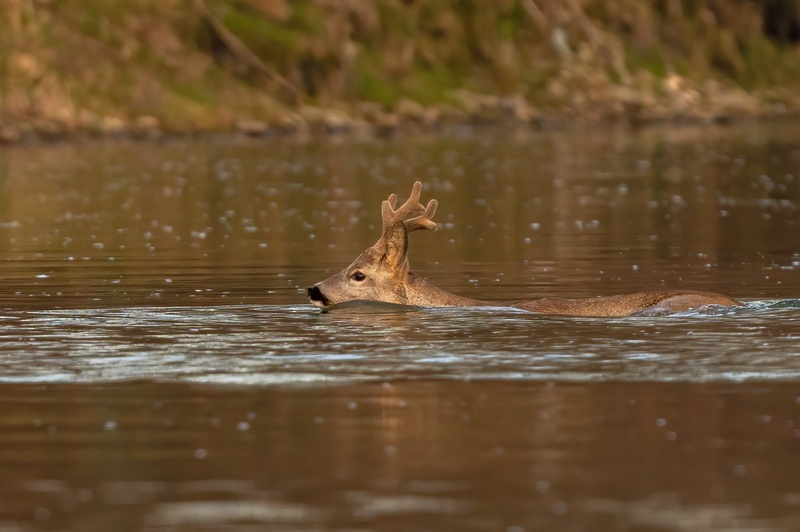 Srnjak (Capreolus capreolus) by Danijel Turnšek