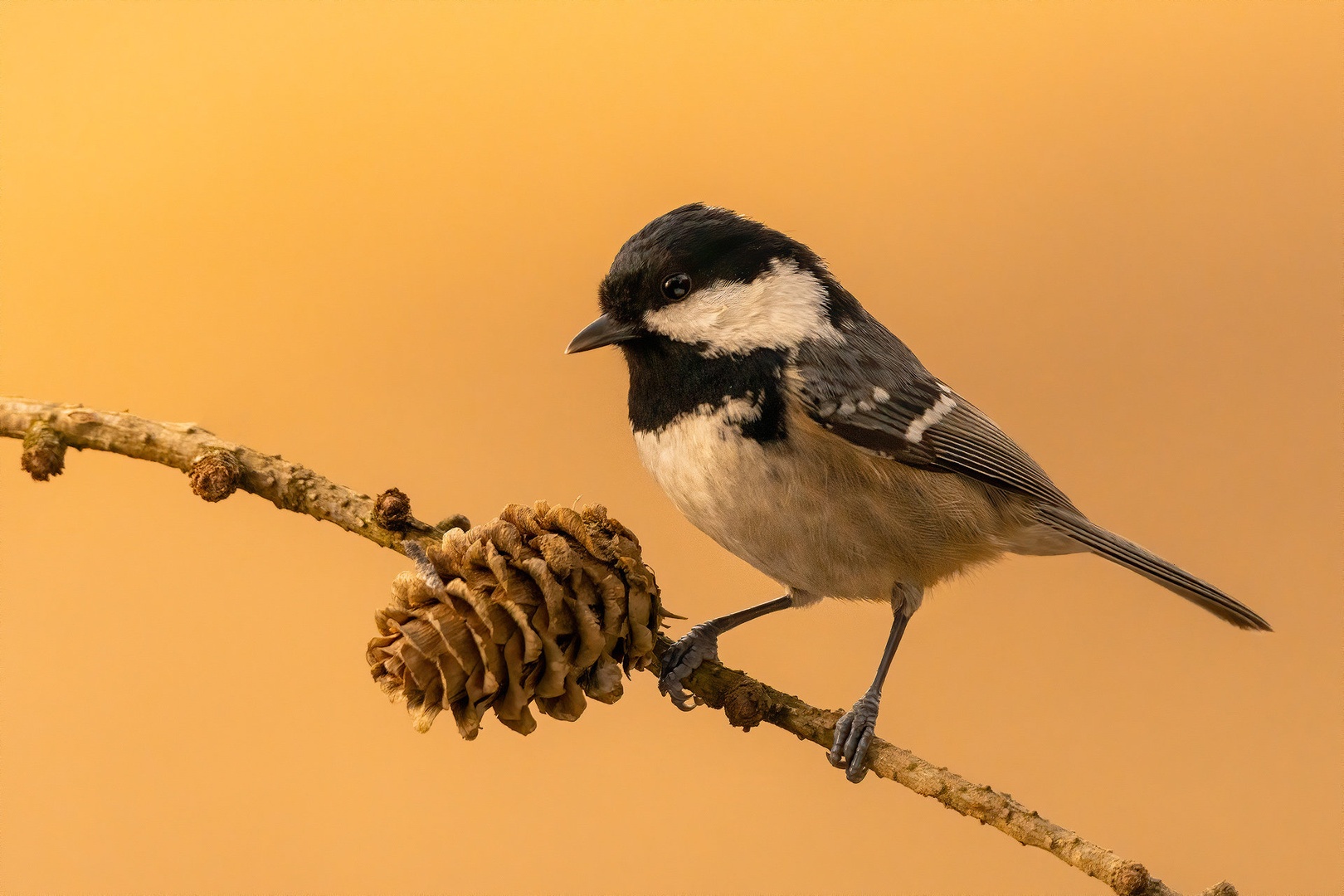 Menišček (Parus ater) by Danijel Turnšek