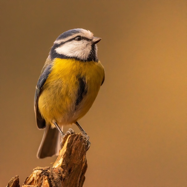 Plavček (Cyanistes caeruleus) by Danijel Turnšek