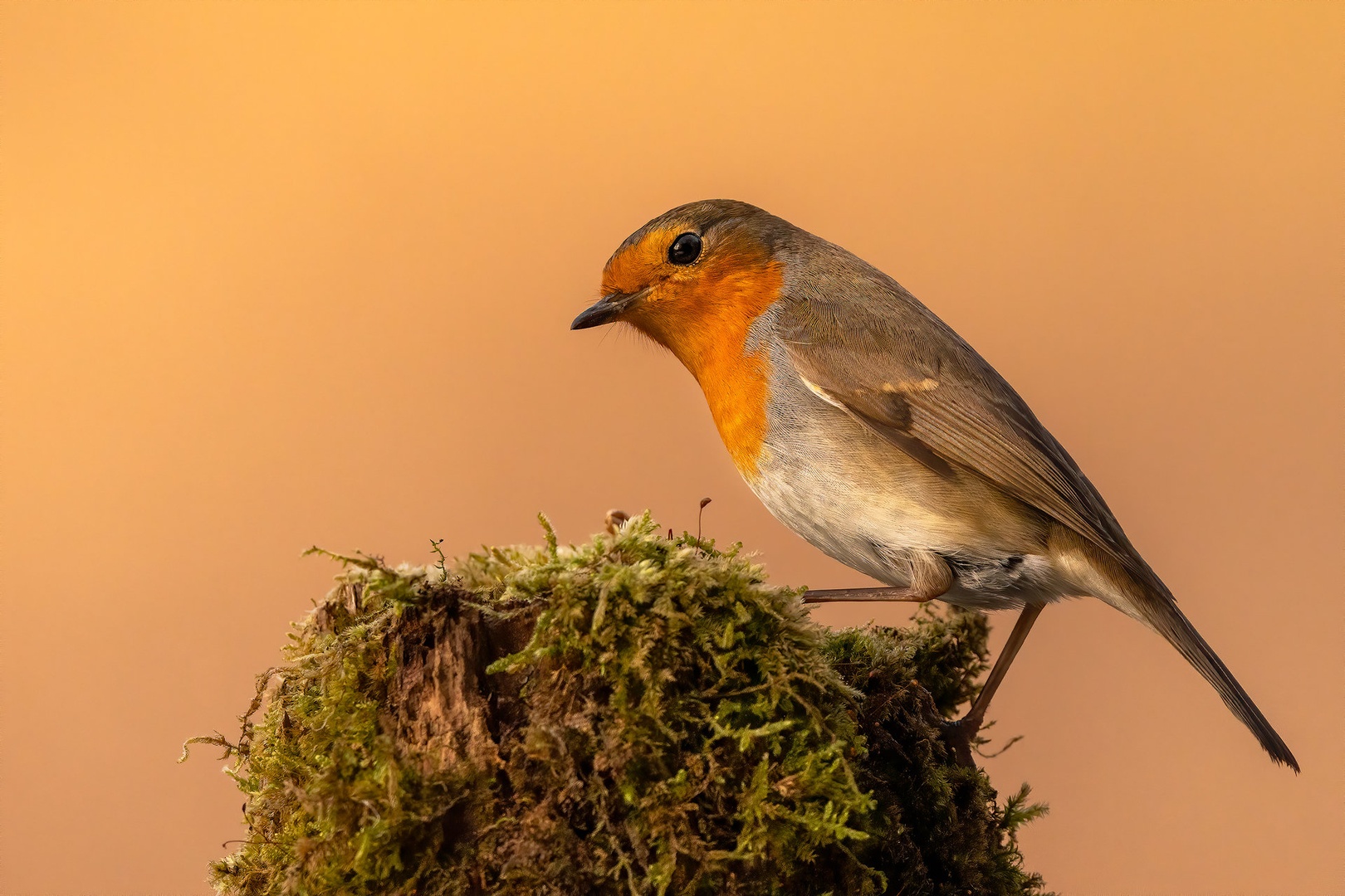 Taščica (Erithacus rubecula) by Danijel Turnšek