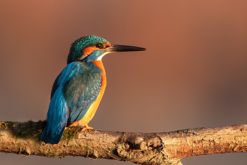 Vodomec (Alcedo atthis) by Danijel Turnšek