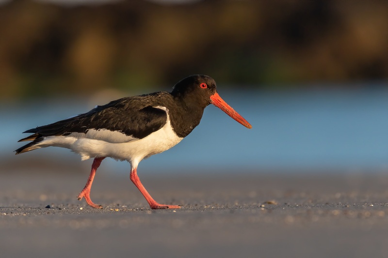 Školjkarica (Haematopus ostralegus) by Danijel Turnšek