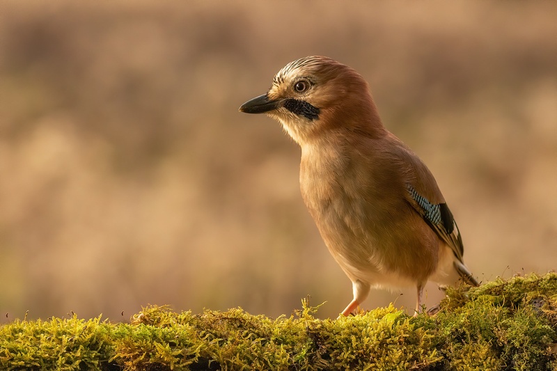 Šoja (Garrulus glandarius) by Danijel Turnšek