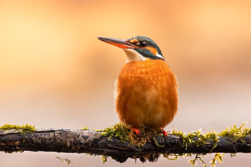 Vodomec-Samica (Alcedo atthis) by Danijel Turnšek