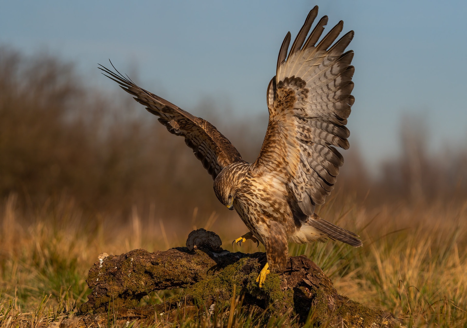 Kanja (buteo buteo) by Danijel Turnšek