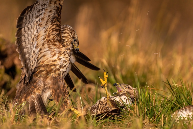 Kanja (Buteo buteo) by Danijel Turnšek