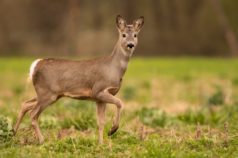 Srna (CApreolus capreolus) by Danijel Turnšek