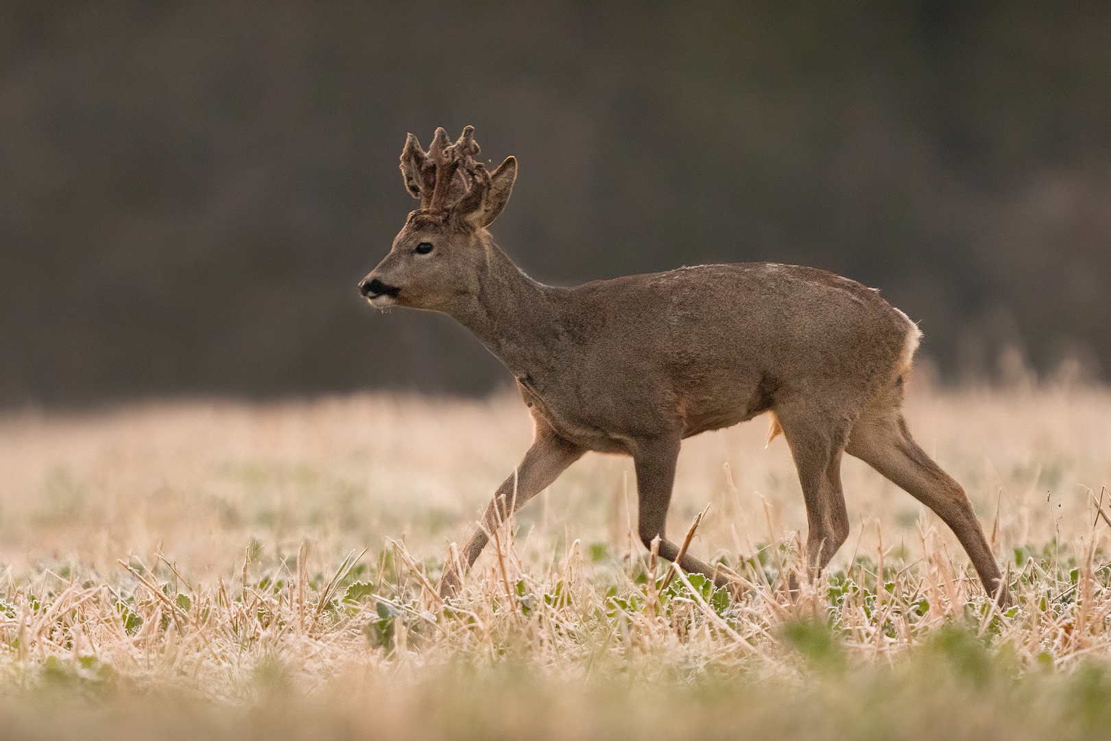 Srnjak (Capreolus capreolus) by Danijel Turnšek